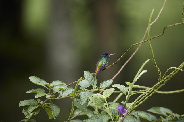 Bronzeschwanz-Saphirkolibri (Golden-tailed Sapphire), Manu NP