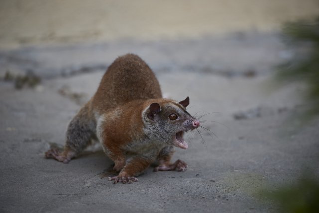 Nacktschwanz-Wollbeutelratte (Bare-tailed woolly Opossum), Manu NP
