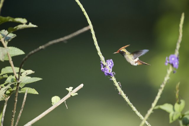 Zierelfe (Rufous crested Coquette), Manu NP