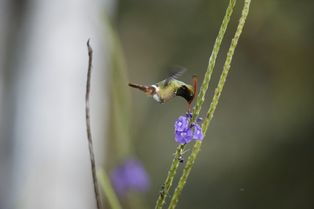 Zierelfe (Rufous crested Coquette), Manu NP