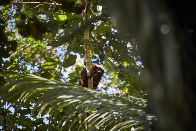Rote Brüllaffen (Red Howler Monkey), Manu NP