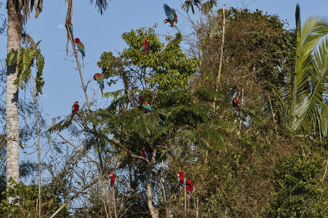 Grünflügelaras (Red and green Macaws), Manu NP