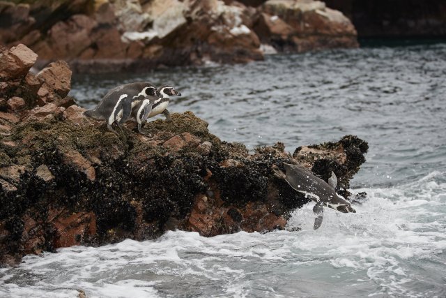 Humboldt-Pinguine, Islas Ballestas