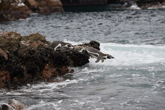 Humboldt-Pinguine, Islas Ballestas