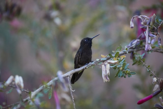 Kolibri, Colca Canyon