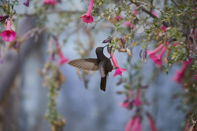 Kolibri, Colca Canyon