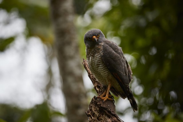 Wegebussard (Roadside Hawk), Manu NP