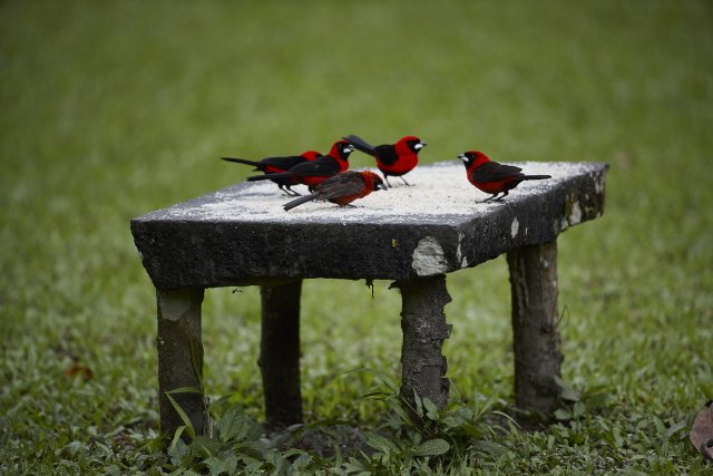 Maskentangaren (Masked Crimson Tanager), Manu NP