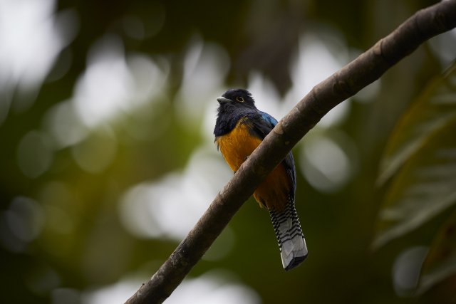 Maskentrogon (Masked Trogon), Manu NP