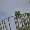Rotbugaras (Chestnut-fronted Macaws), Manu NP