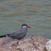 Inkaseeschwalbe (Inca Tern), Nationalreservat Paracas