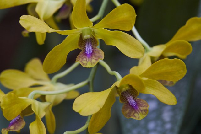 Orchideen, Botanischer Garten Peradeniya