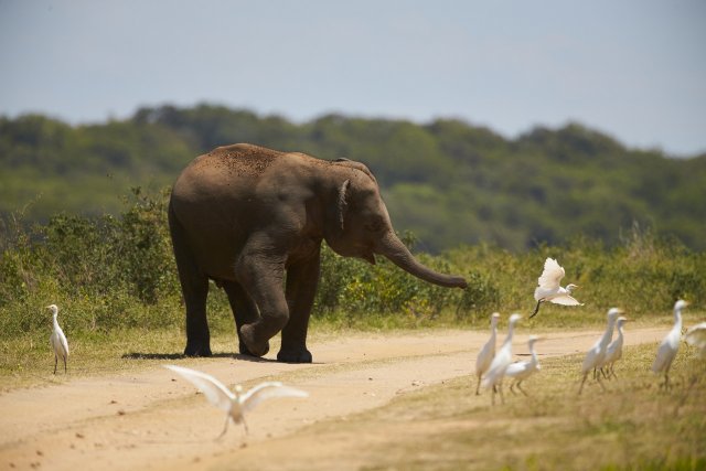 Elefant, Kaudulla NP