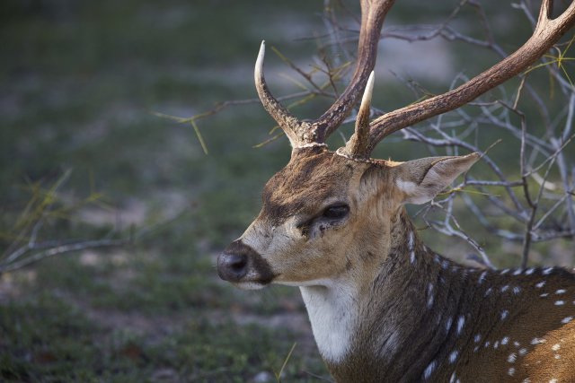 Axishirsch (Spotted Deer), Wilpattu NP