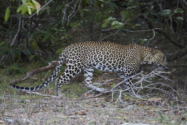Leopard, Wilpattu NP