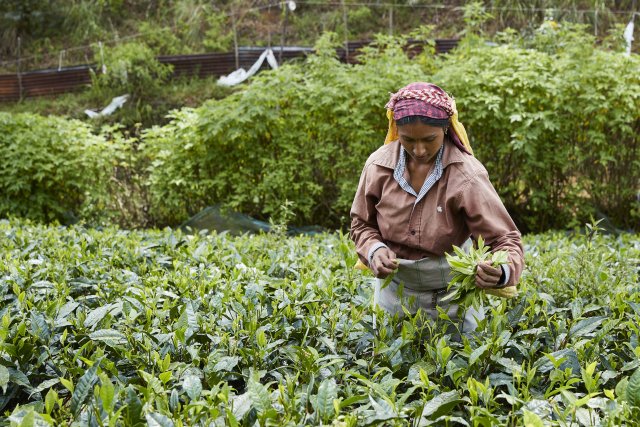 Teepflückerin, Dambatenne