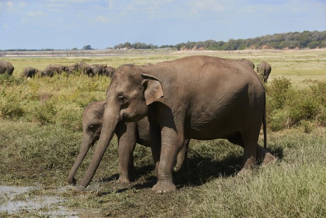 Elefanten, Kaudulla NP