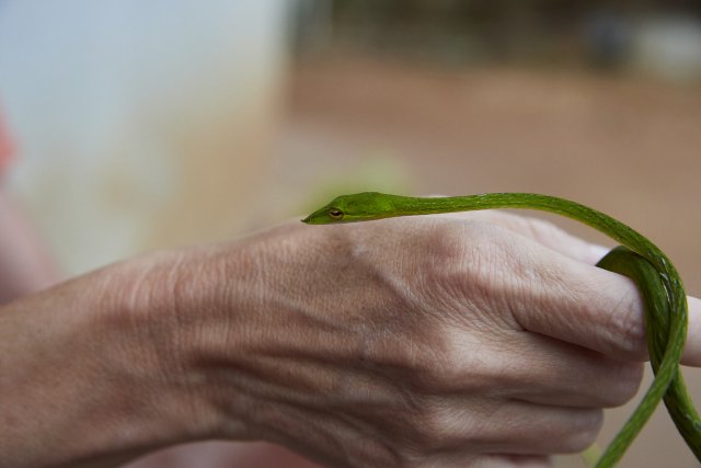 Gelbgrüne Zornnatter (Green Whip Snake)