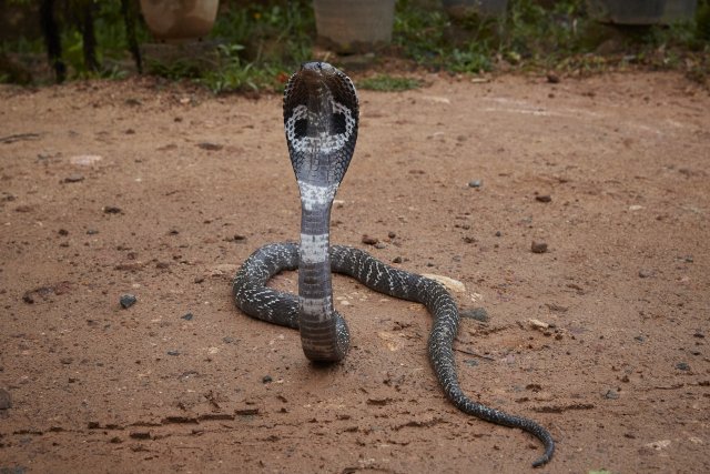 Brillenschlange (Indian Cobra)