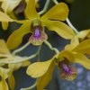 Orchideen, Botanischer Garten Peradeniya