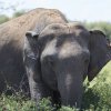 Elefant, Kaudulla NP