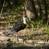 Wollhalsstorch (Woolly-necked Stork), Wilpattu NP
