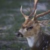 Axishirsch (Spotted Deer), Wilpattu NP