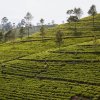 Teeplantagen, Dambatenne