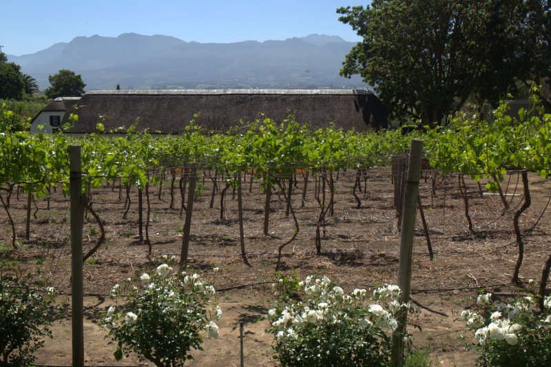 Weinanbau Paarl