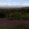 Blick vom Botan. Garten Kirstenbosch