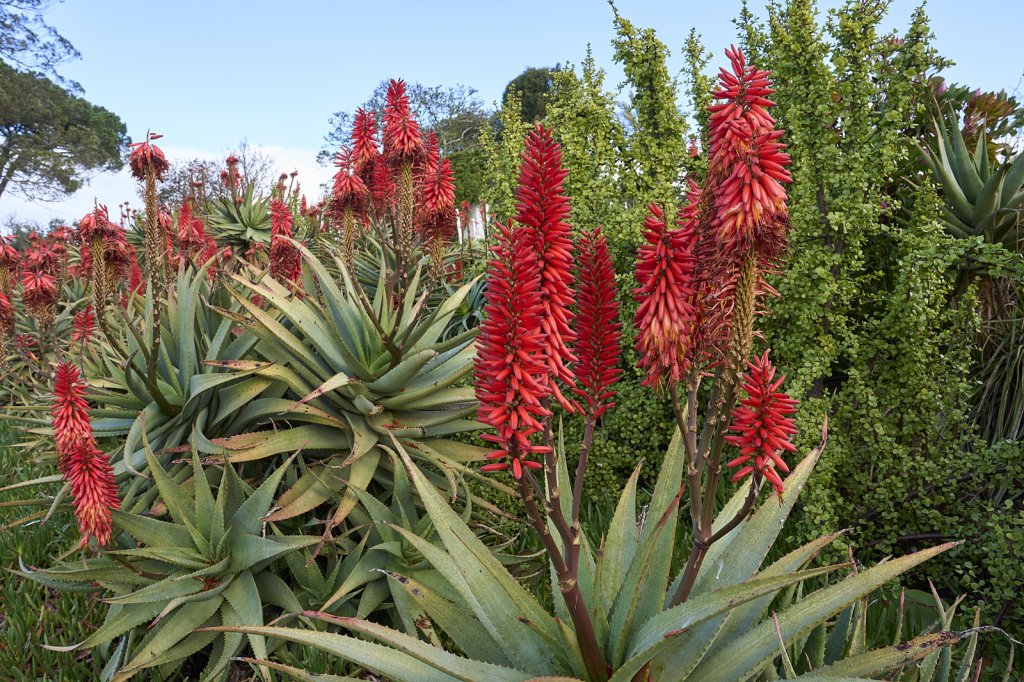 Aloe Blumen, Weingut Hartenberg