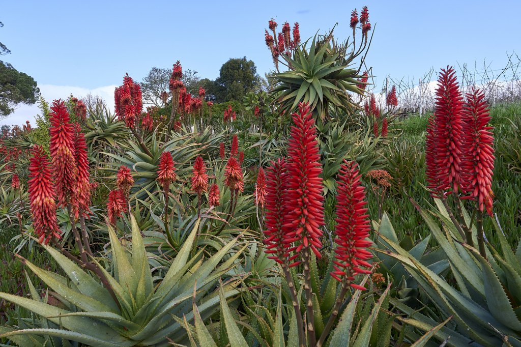 Aloe Blumen, Weingut Hartenberg