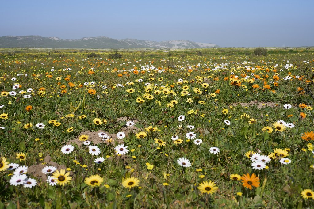Wildblumen, Steenbok Trail, West Coast NP
