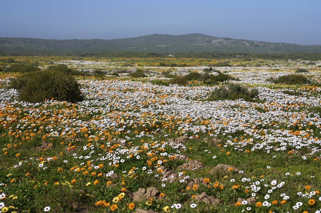 Wildblumen, Steenbok Trail, West Coast NP