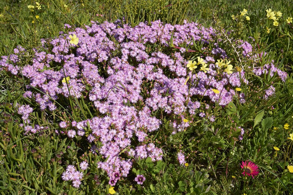 Wildblumen, Steenbok Trail, West Coast NP