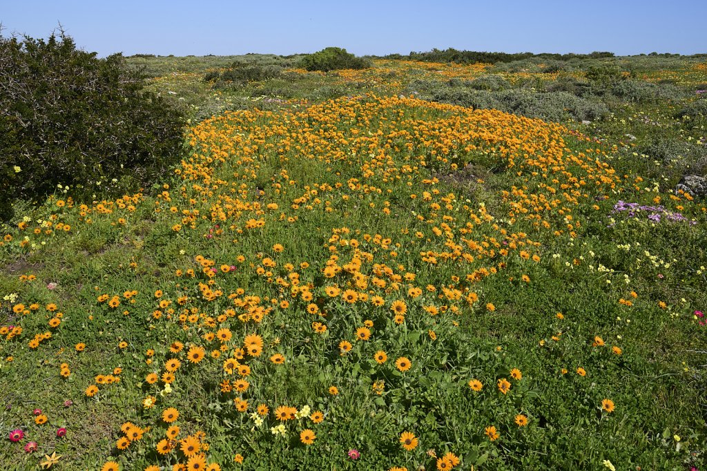 Wildblumen, Steenbok Trail, West Coast NP