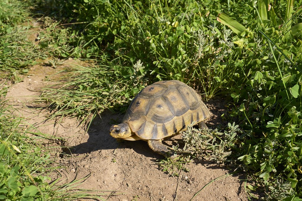 Leopardschildkröte, Steenbok Trail, West Coast NP