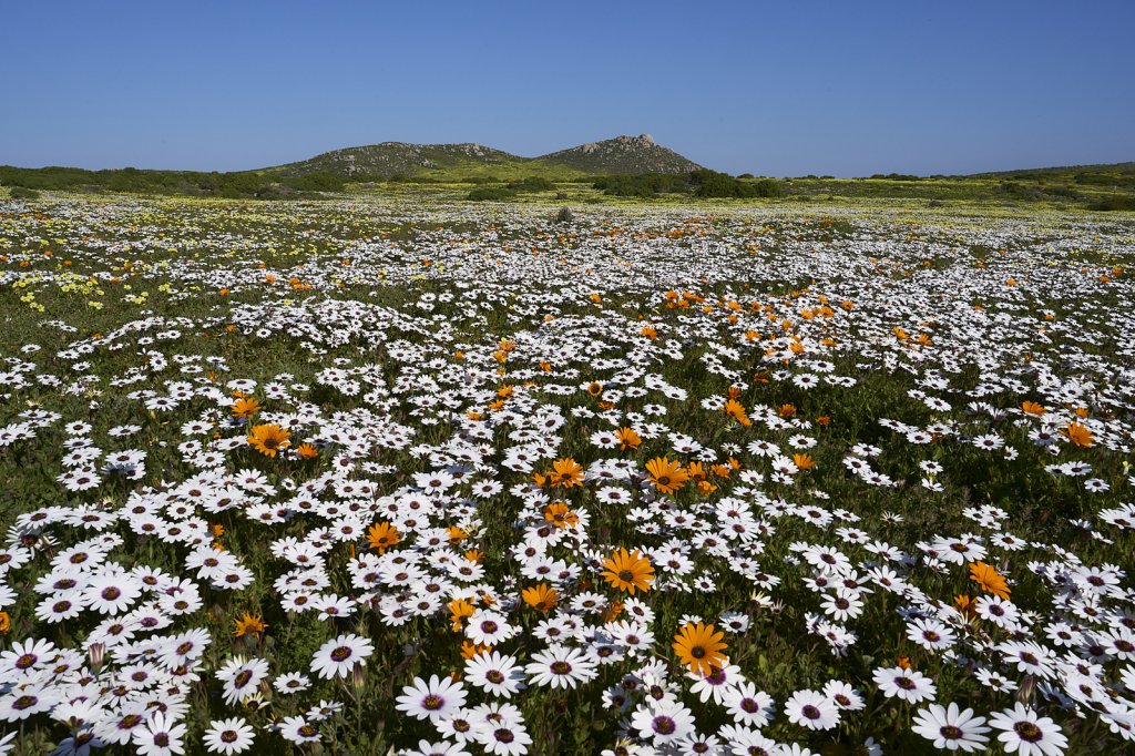 Wildblumen, Steenbok Trail, West Coast NP