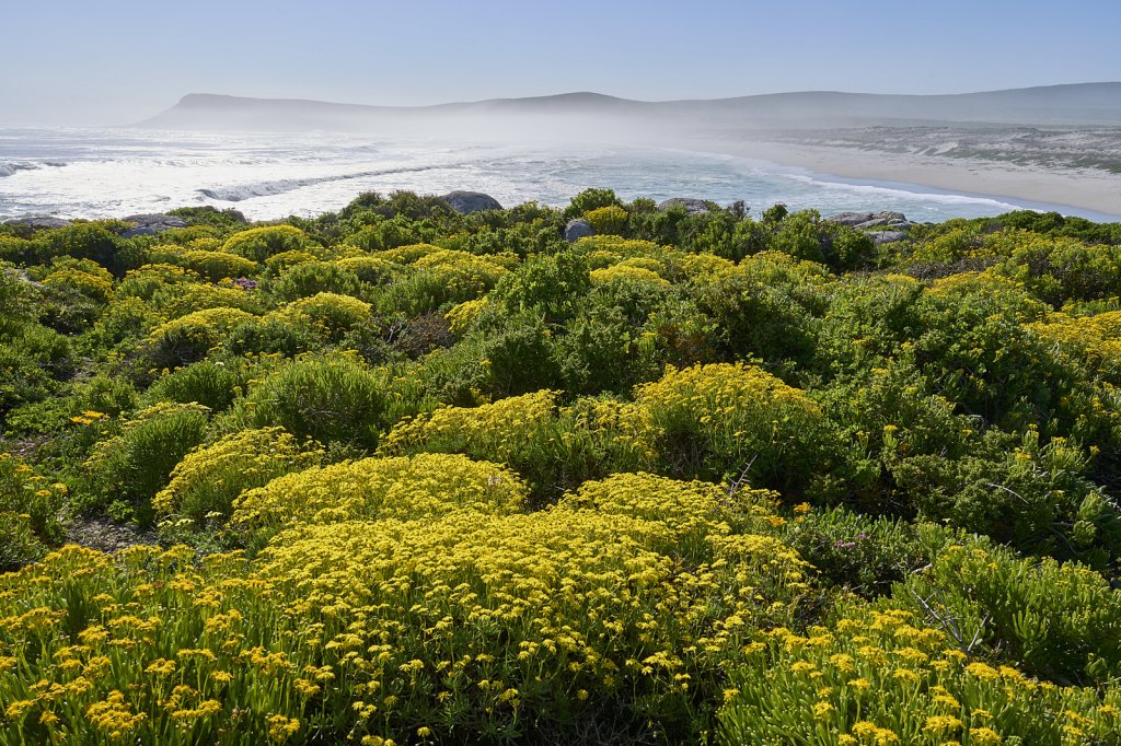 Küste, Steenbok Trail, West Coast NP
