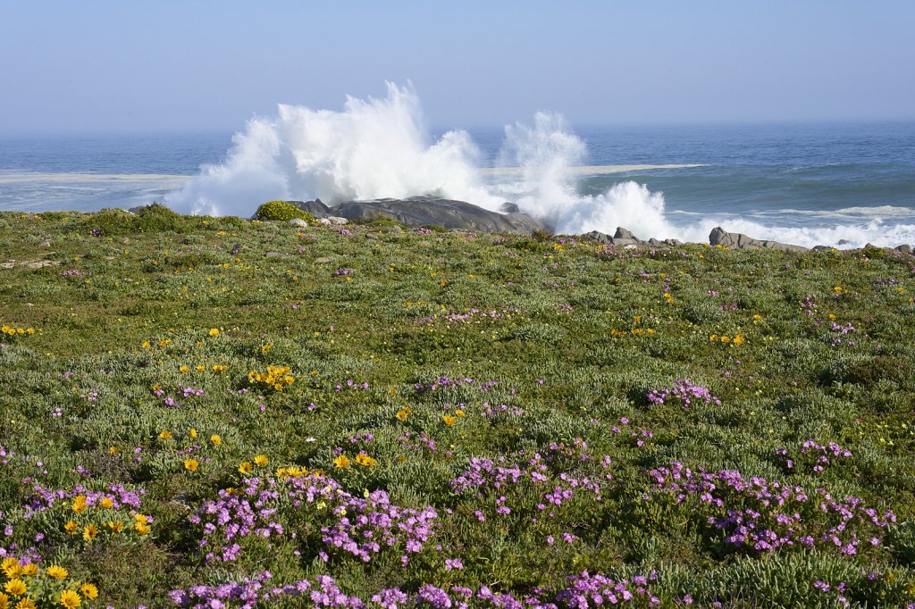 Küste, Steenbok Trail, West Coast NP