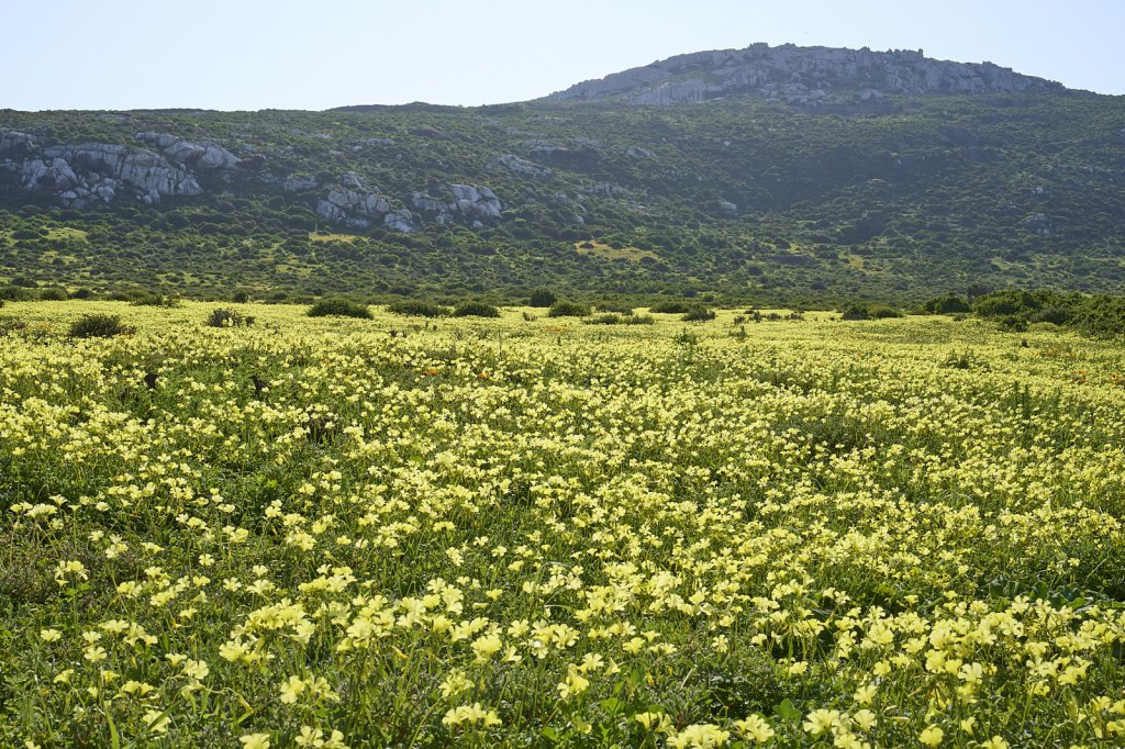 Wildblumen, Steenbok Trail, West Coast NP