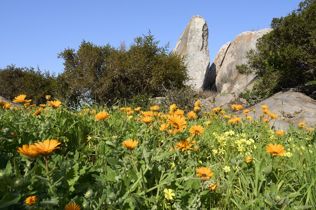 Wildblumen, Steenbok Trail, West Coast NP