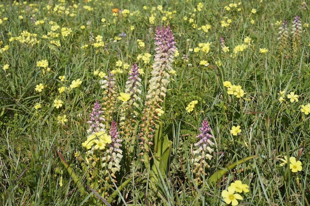 Wildblumen, Steenbok Trail, West Coast NP