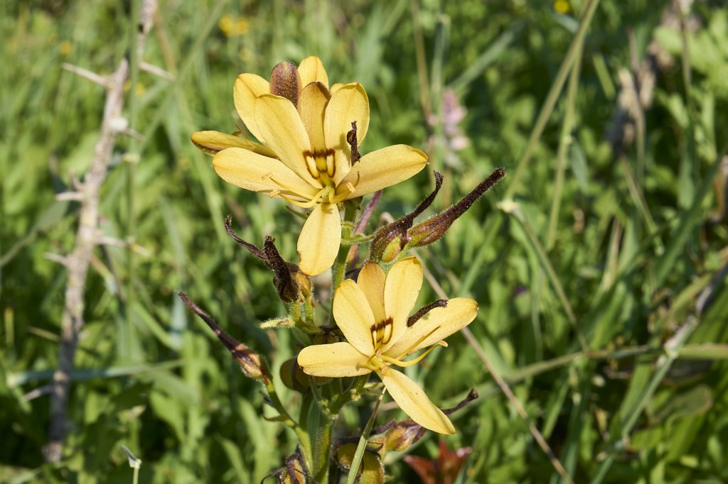 Wildblumen, Steenbok Trail, West Coast NP