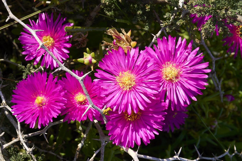 Wildblumen, Steenbok Trail, West Coast NP