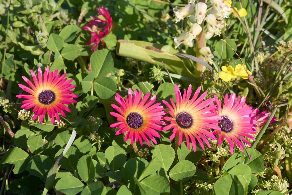 Wildblumen, Steenbok Trail, West Coast NP