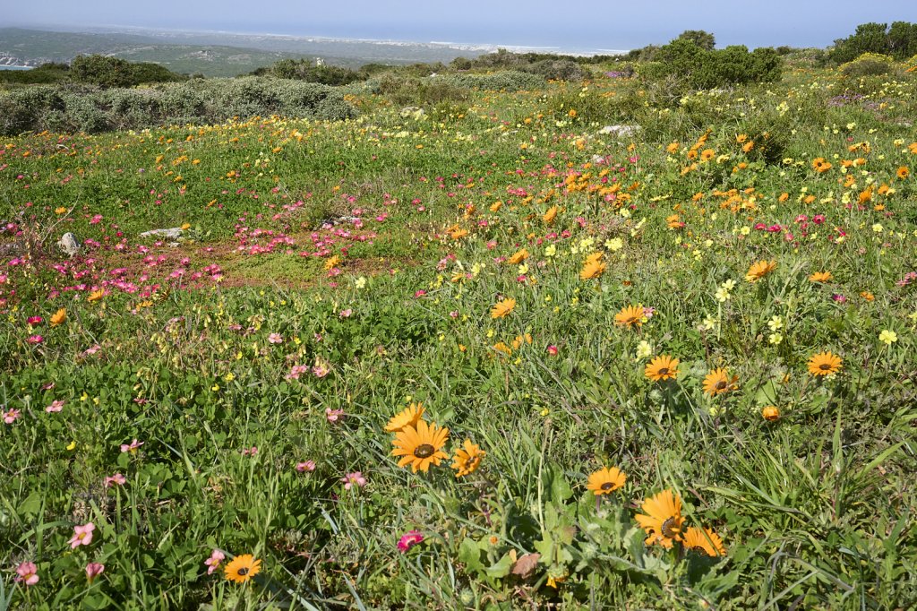 Wildblumen, Steenbok Trail, West Coast NP