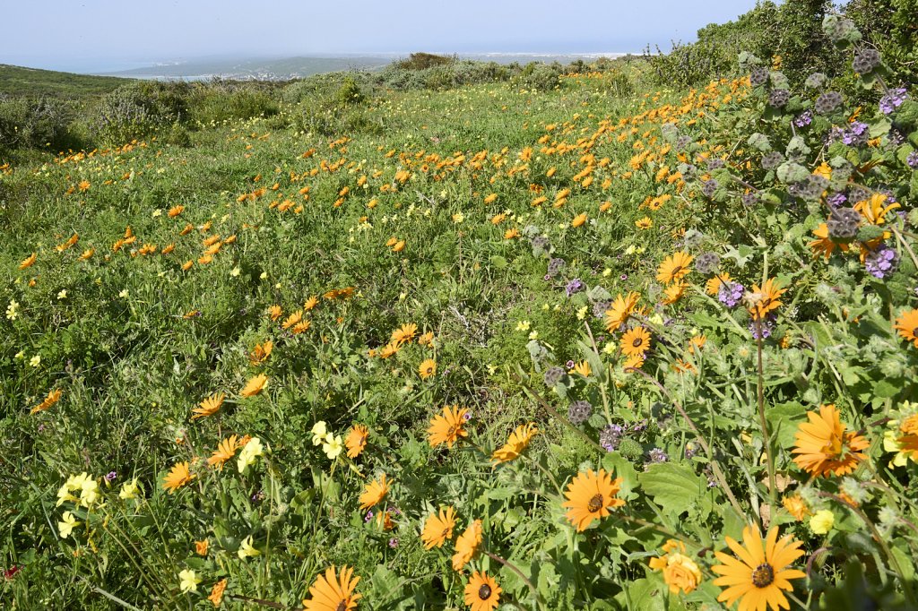 Wildblumen, Steenbok Trail, West Coast NP
