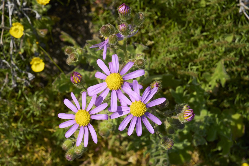 Wildblumen, Steenbok Trail, West Coast NP