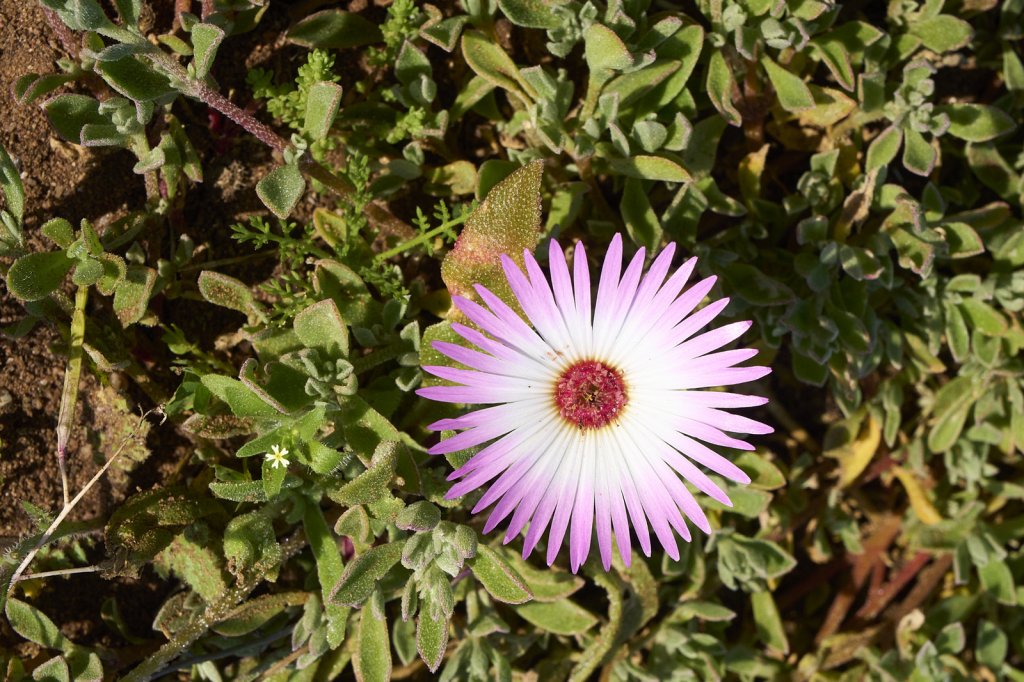 Wildblumen, Steenbok Trail, West Coast NP